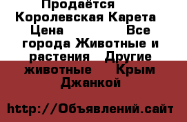 Продаётся!     Королевская Карета › Цена ­ 300 000 - Все города Животные и растения » Другие животные   . Крым,Джанкой